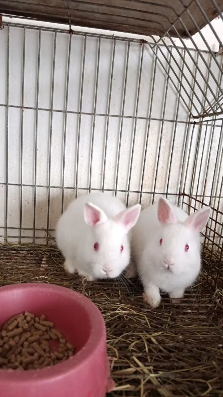 Mini Coelhos  - Foto 4