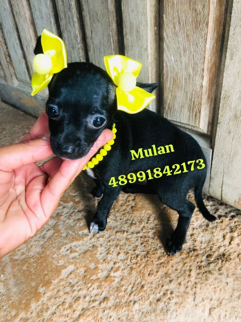 Linda pinscher fêmea pretinha - Foto 5