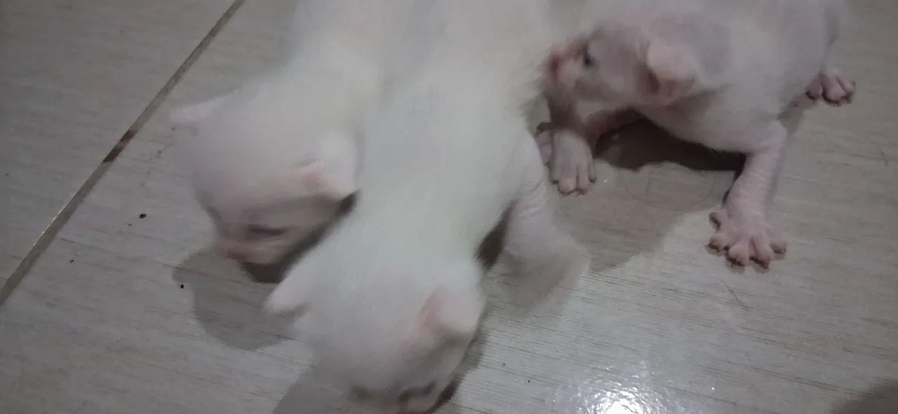 Gatos para doação  - Foto 3