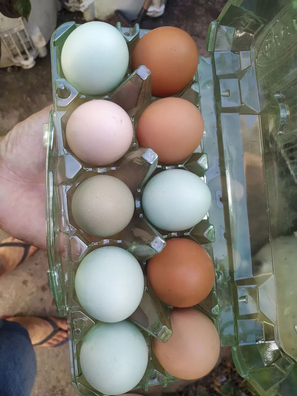 Ovos férteis de galinha GLC, legorne americana e pesadão vermelho e Embrapa 051 - Foto 5