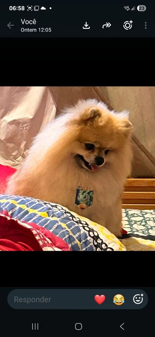 Bebês Lulu anão  - Foto 4