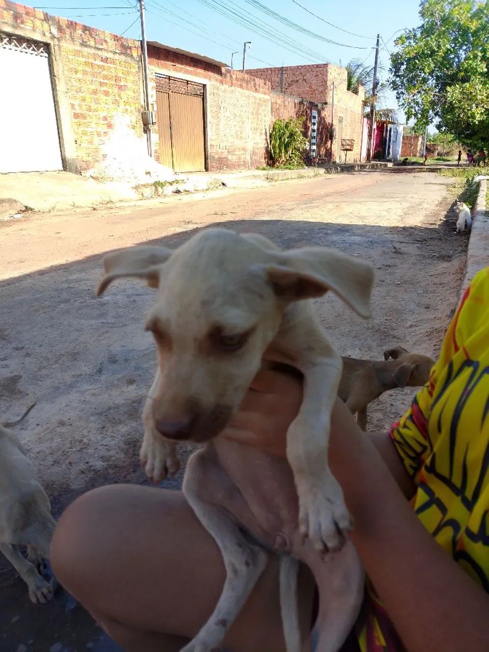Cachorro ? - Foto 2