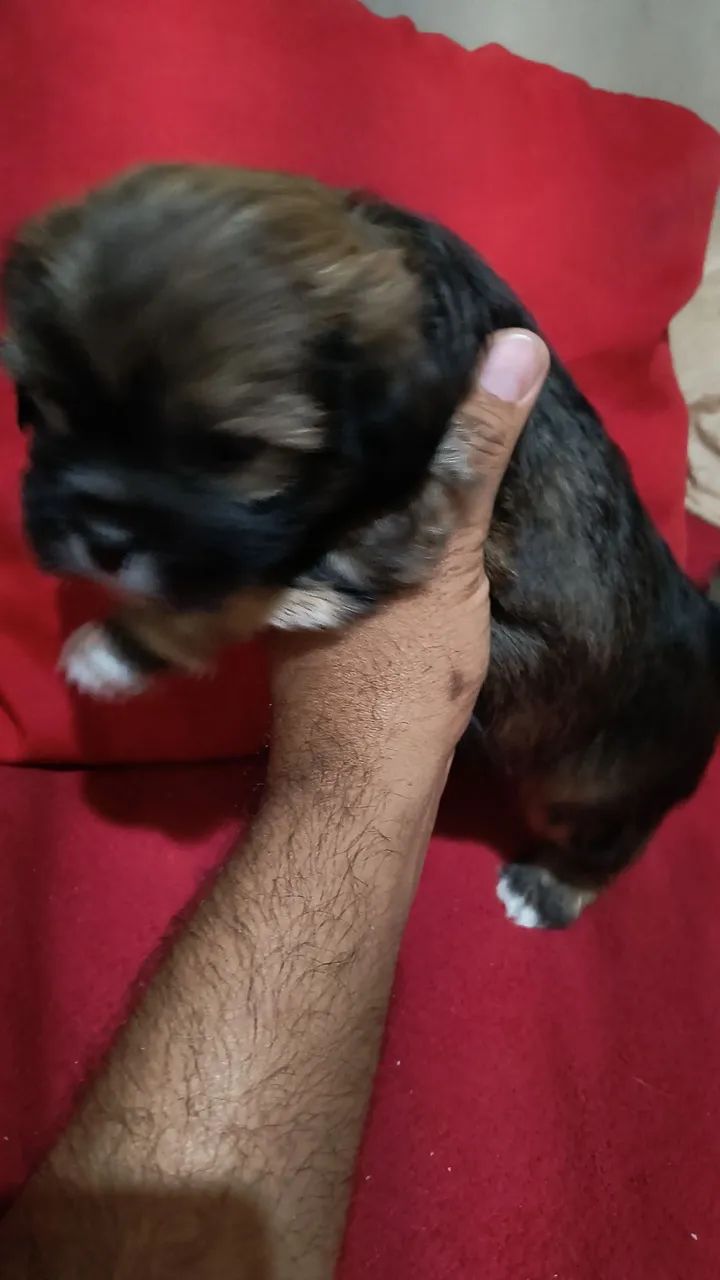 Lhasa macho  - Foto 3
