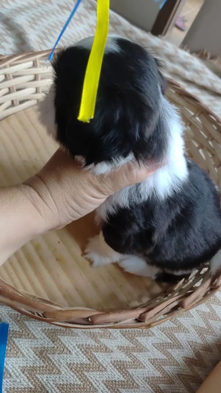 Vendo shitzu