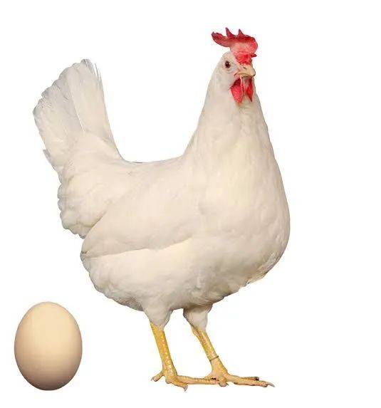 Pintinhos Brahma com Novogen