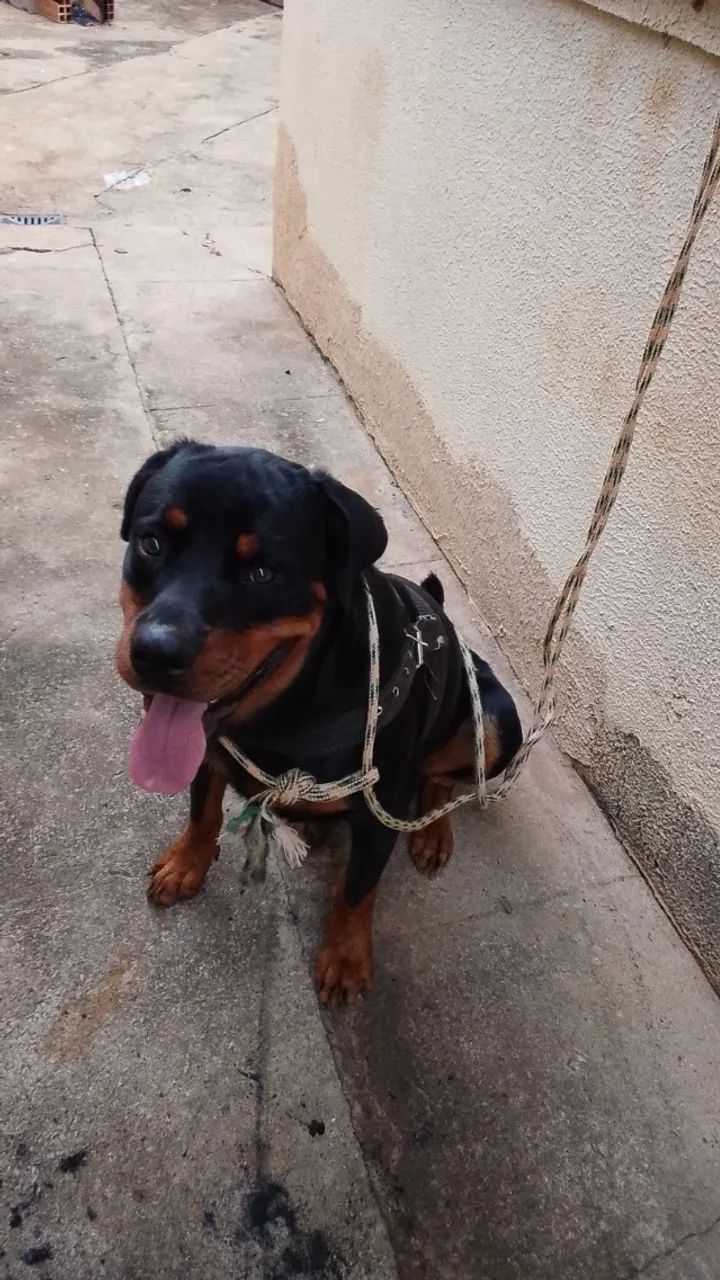Doacao de rottweiler