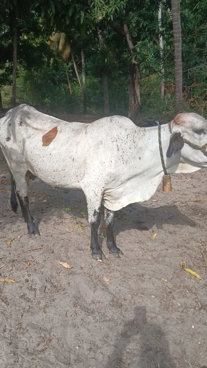 Vendo essas vacas  - Foto 5