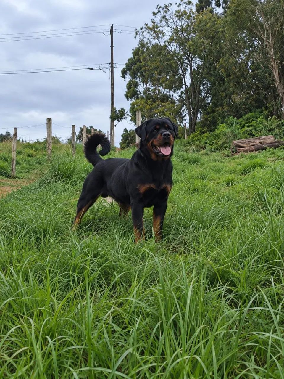  Rottweiler Macho