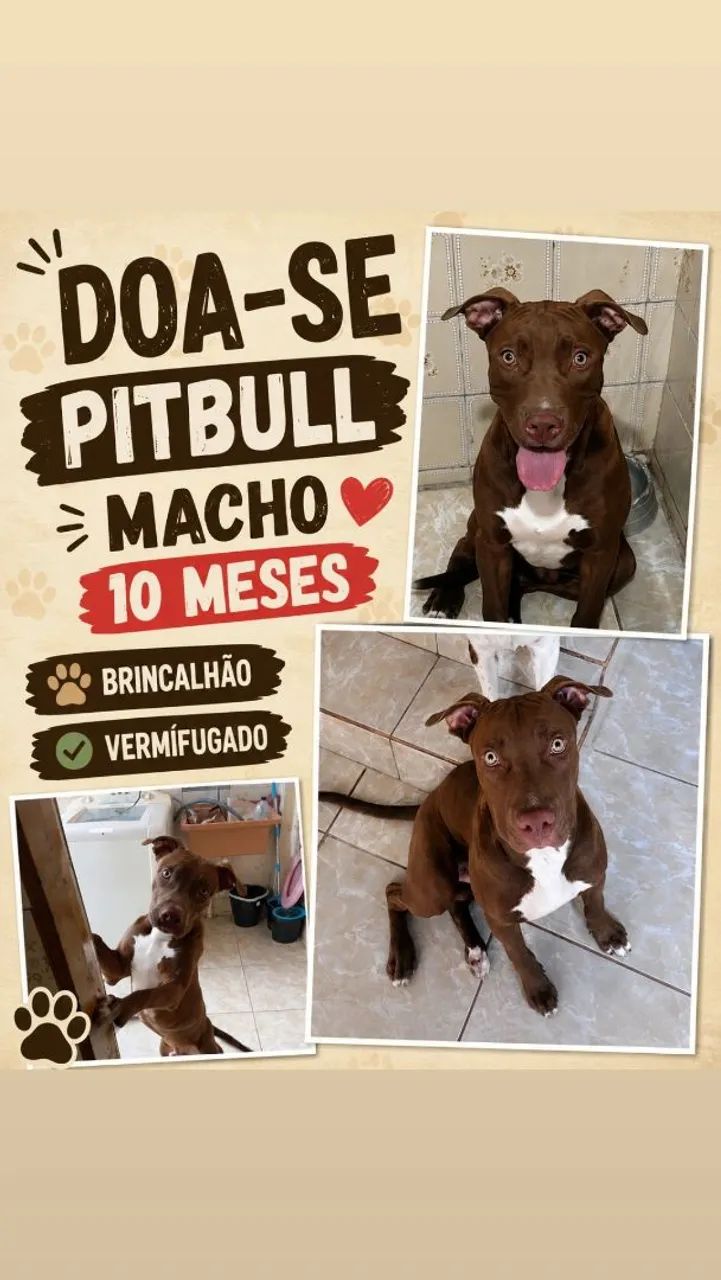 Pit Bull macho 10 meses