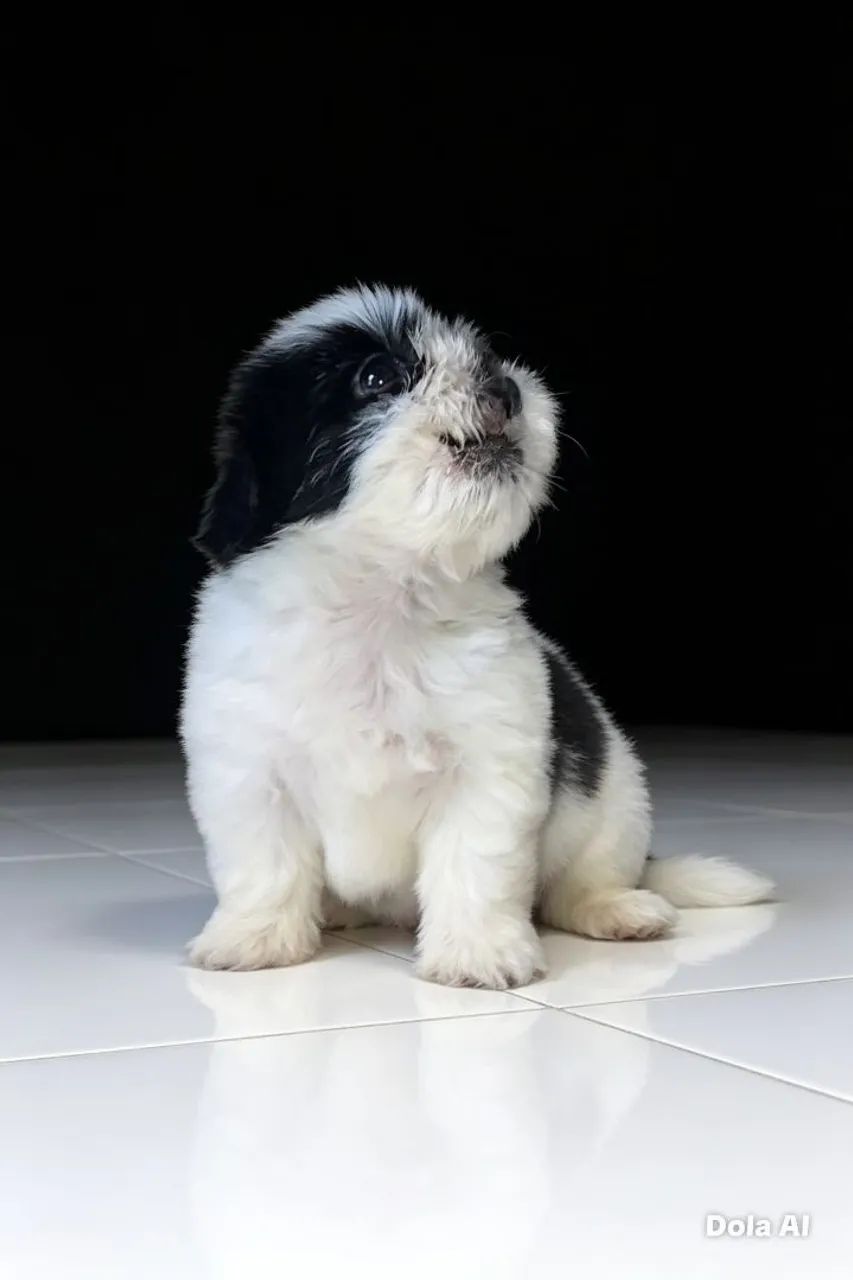Shih-tzu machinho... - Foto 4