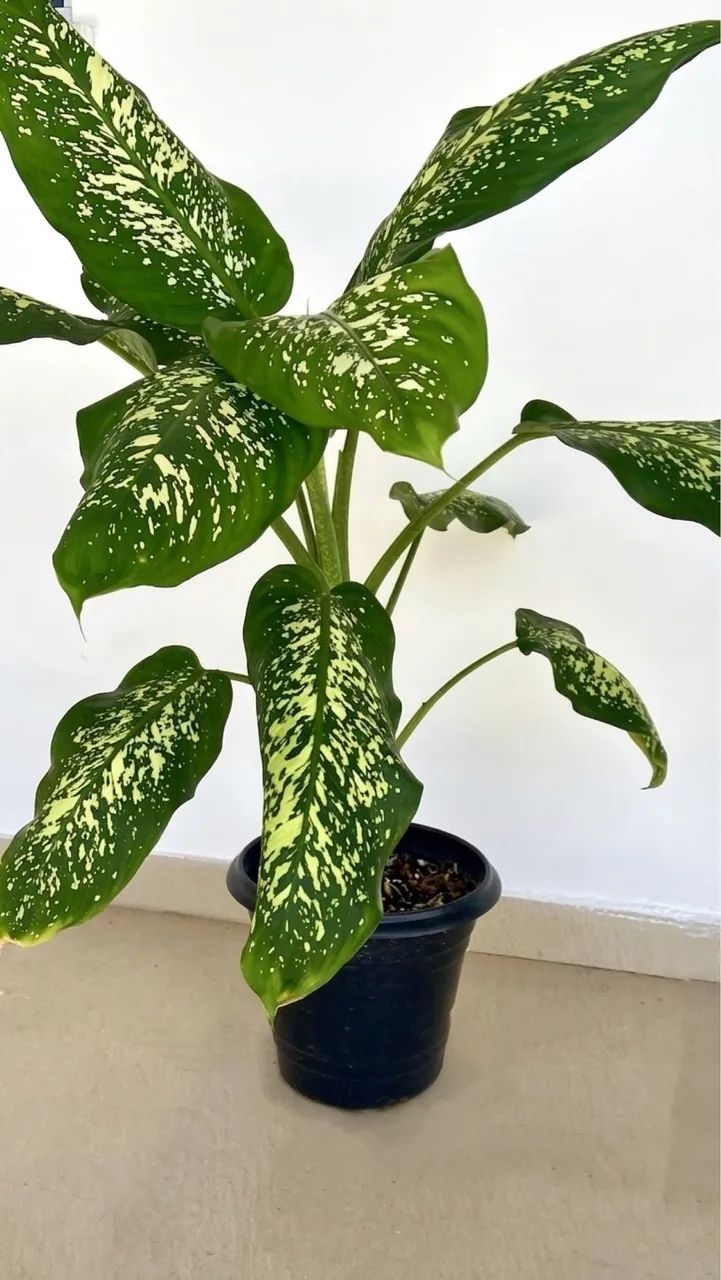 Vendo Plantas Comigo Ninguém Pode - Foto 2