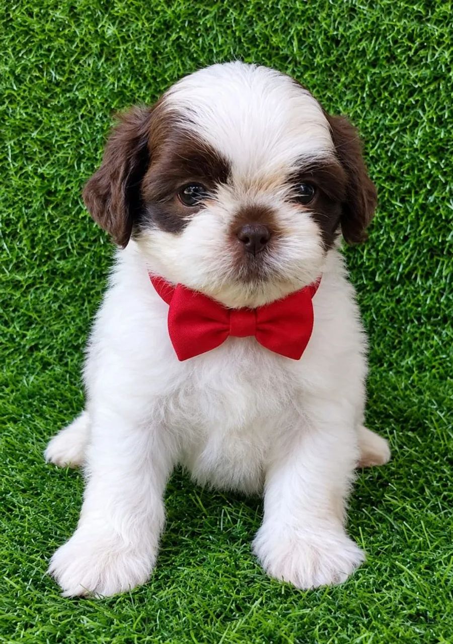 Shih-Tzu machos disponíveis  - Foto 2