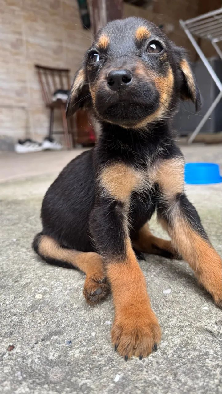 Cachorrinho pra adoção  - Foto 3