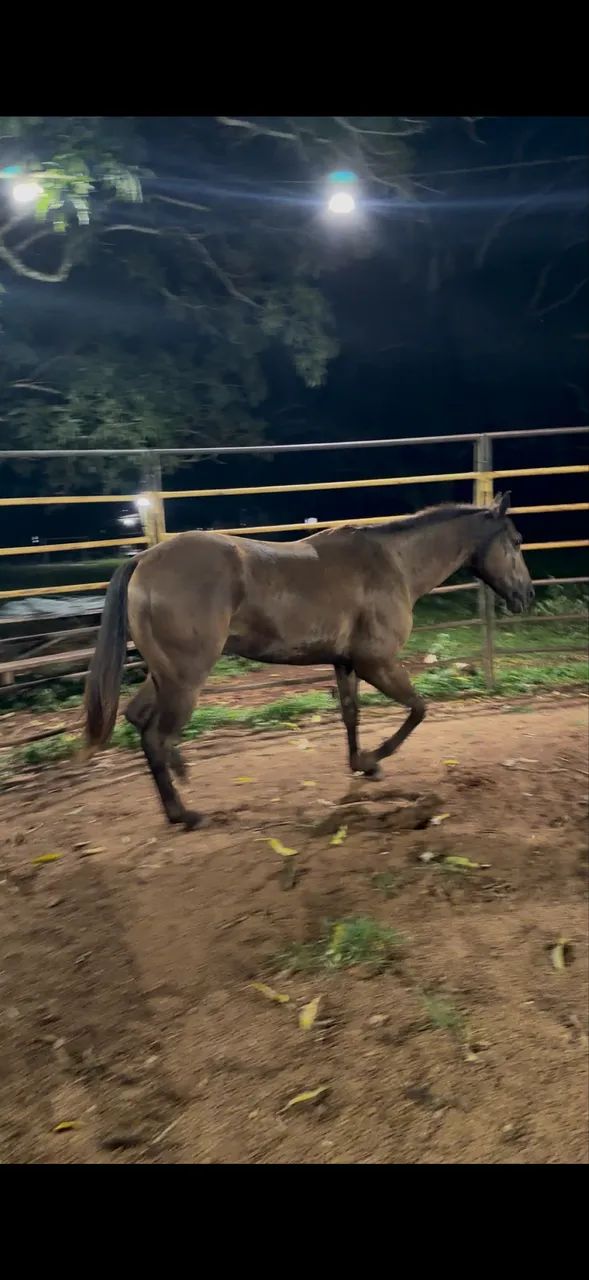 Cavalo QM  pronto no laço  - Foto 4