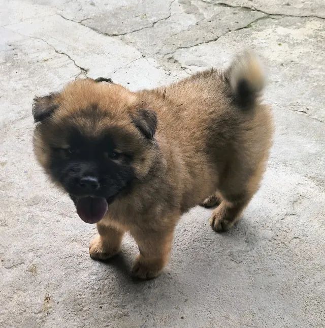 Filhote de Chow Chow  - Foto 2