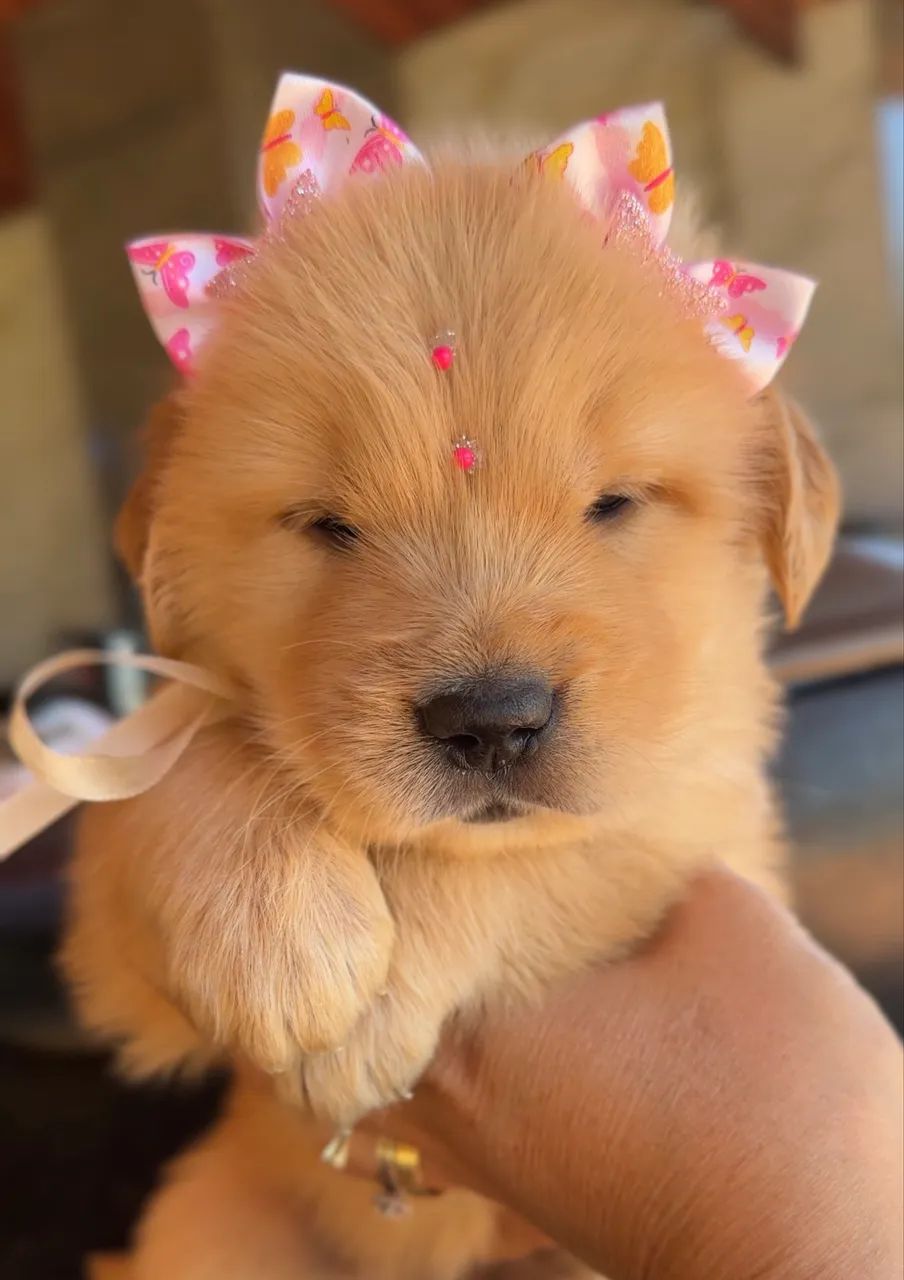 Golden Retriever  - Foto 2