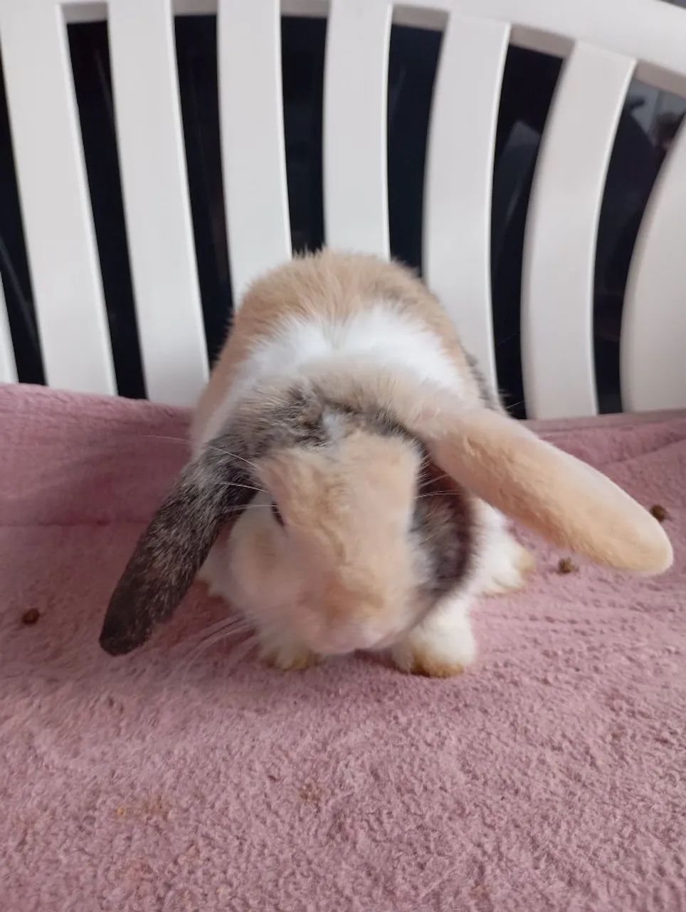 Mini Lop macho - Foto 2