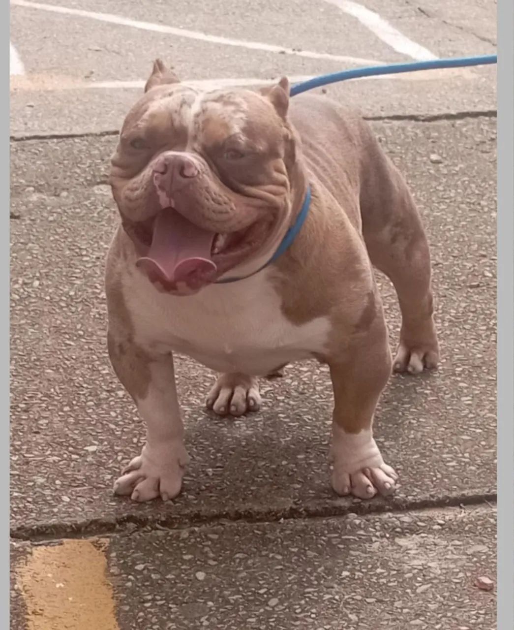 American bully - Foto 3