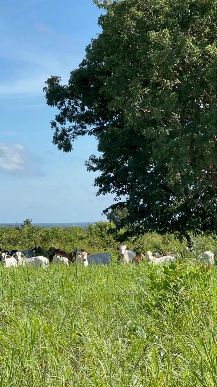Aluguel de Pasto Próximo a Palmas - 500 Cabeças - Estrutura Nova 
