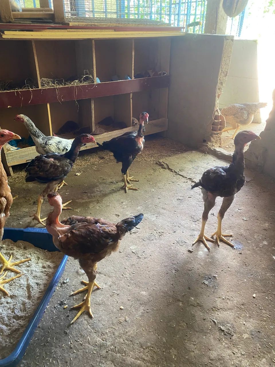 Frangos índios gigantes  - Foto 5