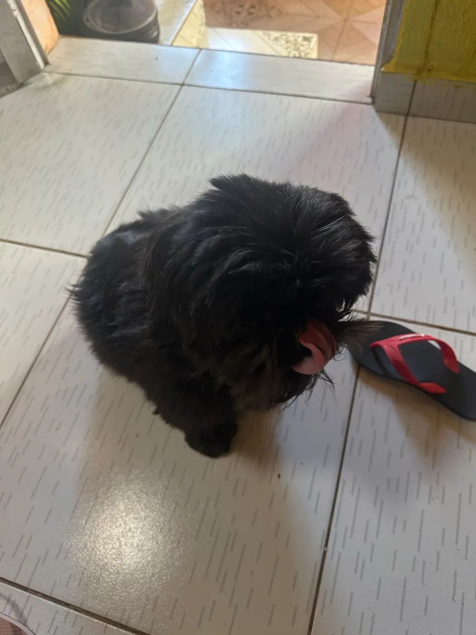 Cachorro  - Foto 2