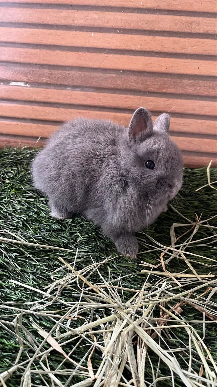 Mini coelho Anão - Foto 3