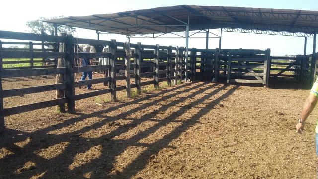 Fazenda 354,hectares - Foto 9