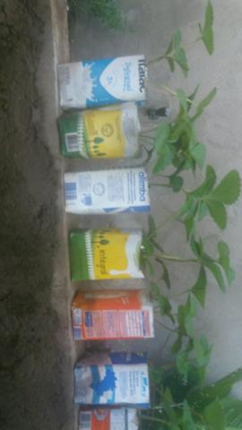 Mudas de Morango Organico - Foto 4