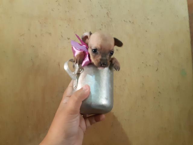 Pinscher zerinha já sem rabinho só 400 .entrego