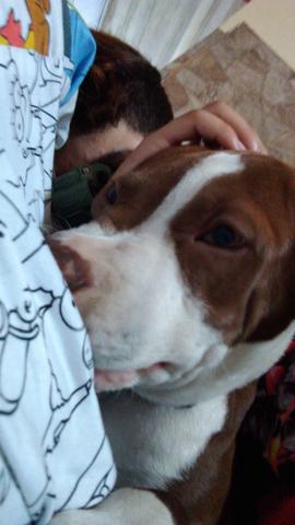 Filhote de Pit Bull - Foto 5