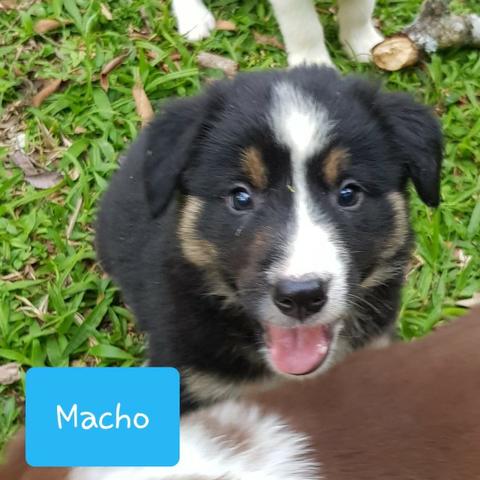 Lindos Filhotes Da Raça Border Collie !!! - Foto 5