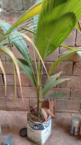 Muda de coco