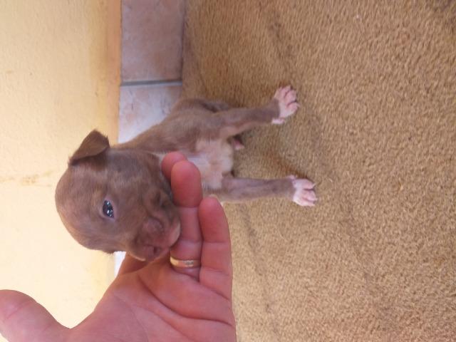 Filhote de pitbull - Foto 2