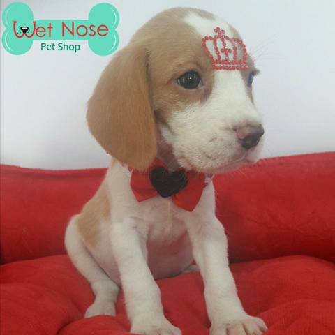 Beagle Linda Femea Bicolor Neste Feriado na Wet Nose