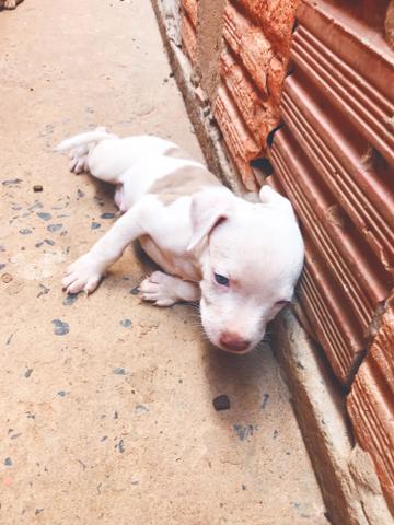Filhotes de American pitbull terrier