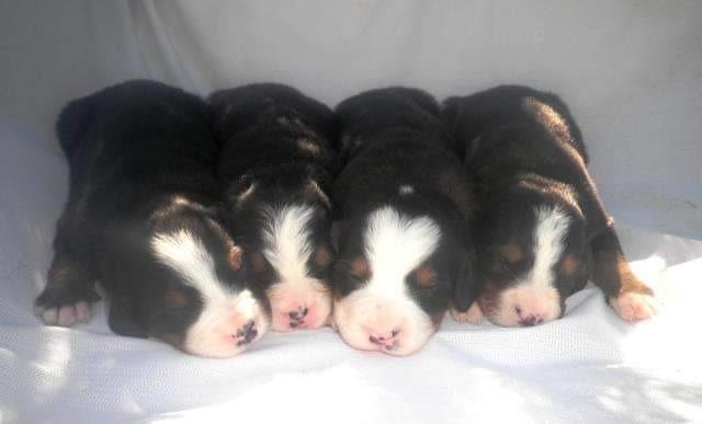 Lindos Filhotes De Bernese Mountain Dog - Foto 5