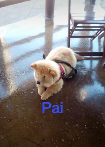 Filhote de Chow-Chow (Língua Roxa)