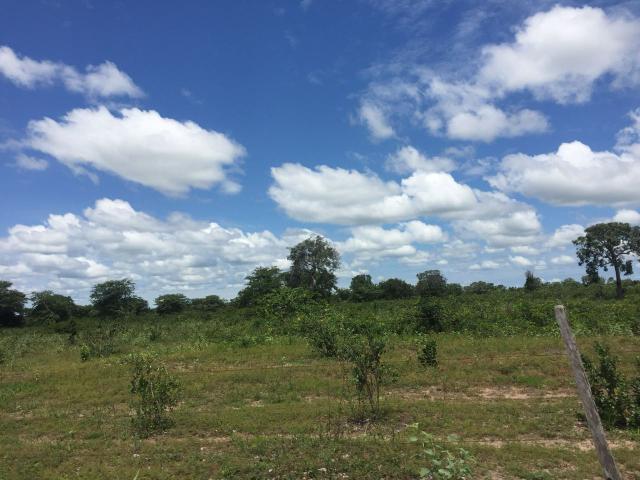 Fazendão em Ribeirão Cascalheira - Foto 10