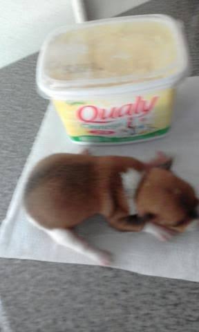 Lindos pinscher x chihuahua só 150