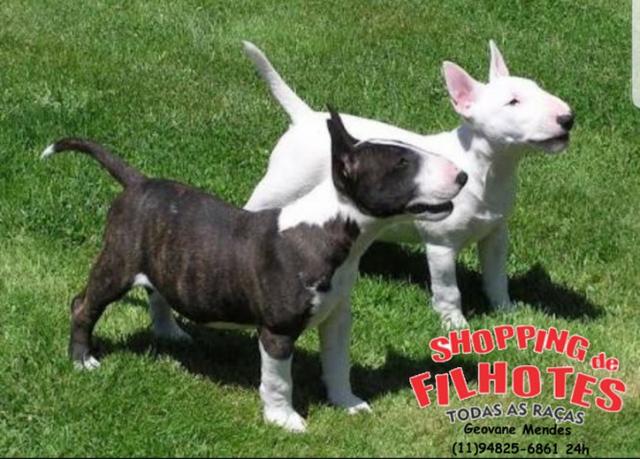 Bull Terrier Inglês, somos a unica rede com clinicas veterinarias, chamar what's - Foto 4