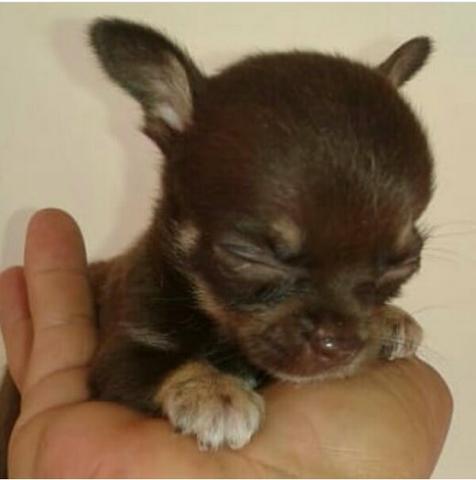 Chihuahua - Foto 2