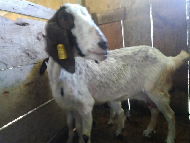 Cabras e bodinhos - Foto 3