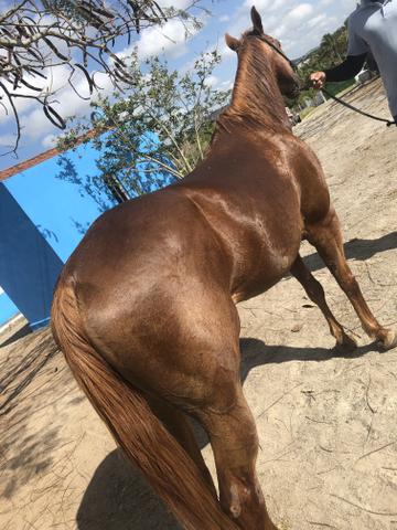 Égua quarto de milha, preço negociável - Foto 4