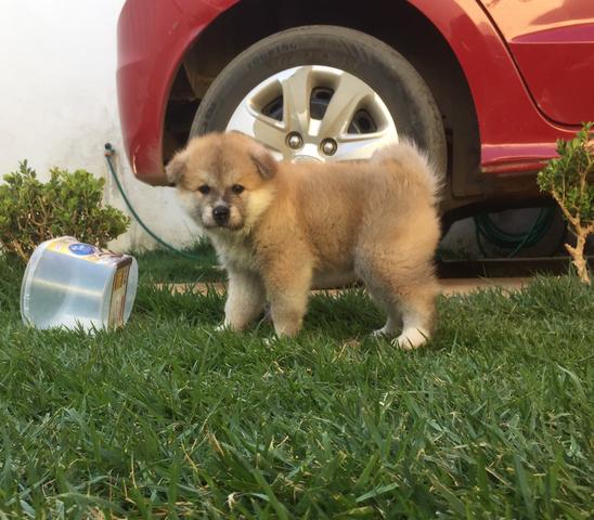 Filhotes de Akita