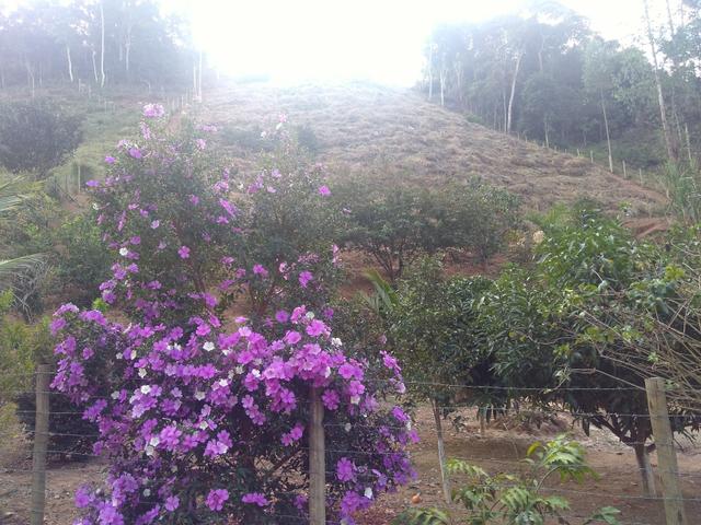 Vendo uma granja - Foto 7