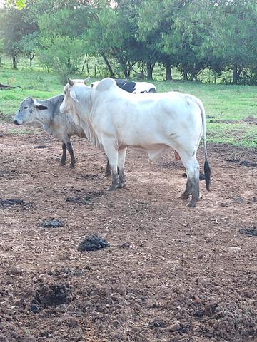 Touro nelore de 4 anos - Foto 2