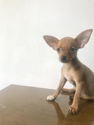 Filhote fêmea de Pinscher 0 - Foto 2