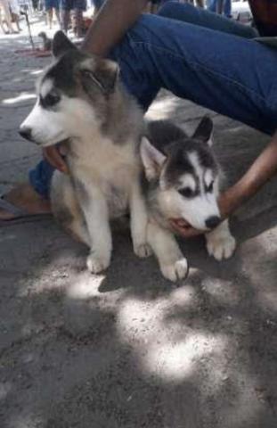 Husky siberiano