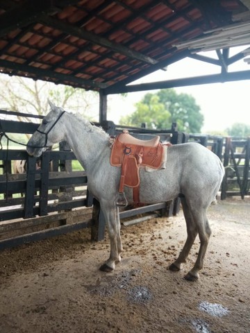 CAVALO MANGALARGA 