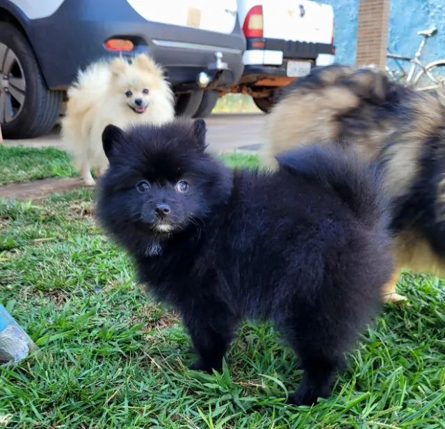 Spitz Alemão anão - Lulu da Pomerânia - FÊMEA- 12x sem juros - envio grátis. - Foto 3